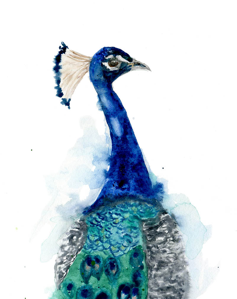 Elegant peacock watercolor painting capturing the iridescence of the peacock’s feathers with soft brushstrokes and delicate color blending.