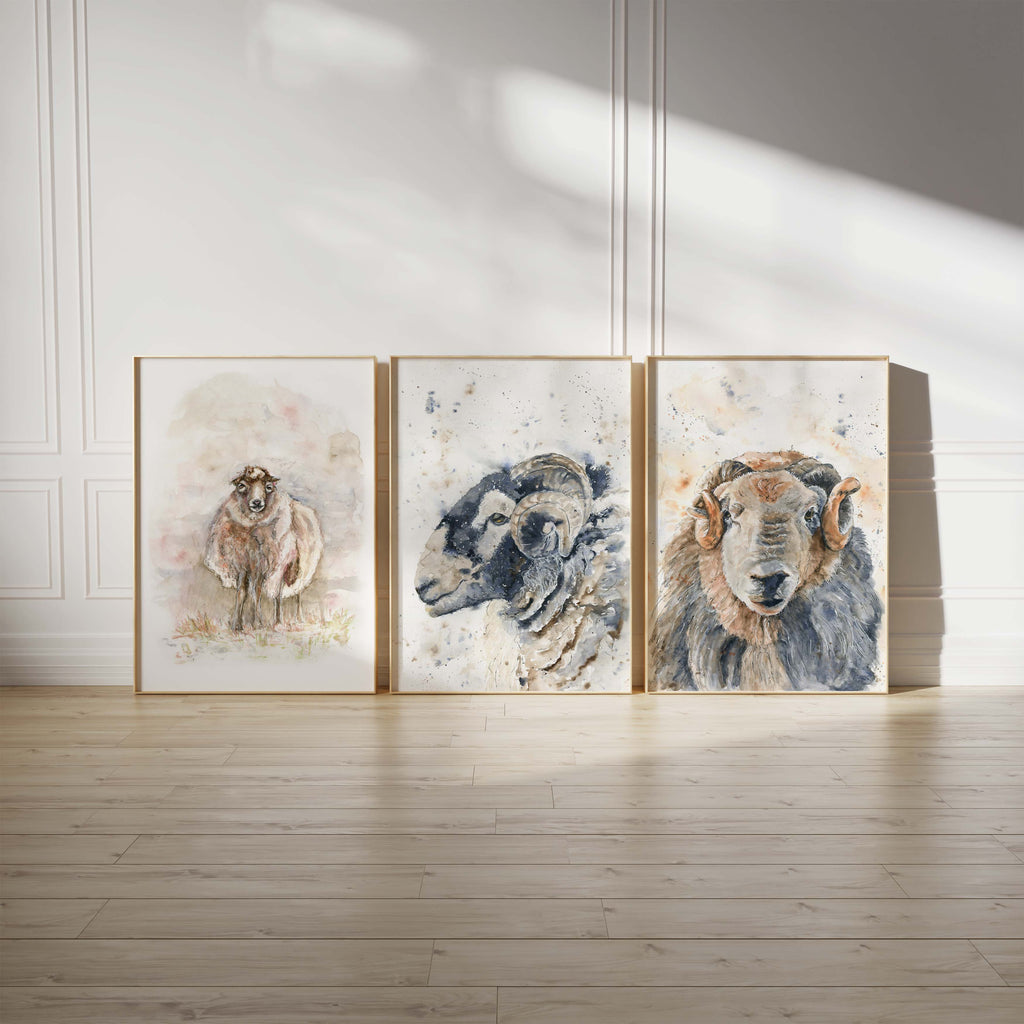 Artful simplicity in a set of 3 Herdwick sheep prints for the home, Rural charm captured in a Herdwick sheep wall art collection