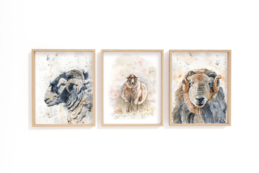 Rustic elegance embodied in a Herdwick sheep print set, Farm animal wall art trio with Herdwick sheep for cozy living