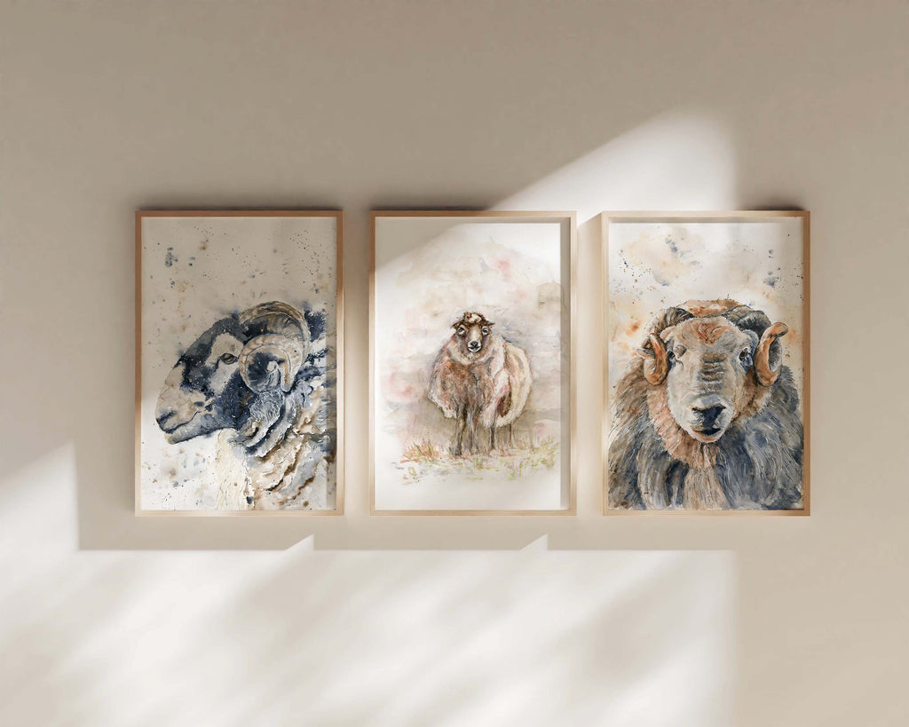 Wall display ensemble featuring Herdwick sheep for a rustic feel, Country art perfection: Herdwick sheep print set of 3 for the home