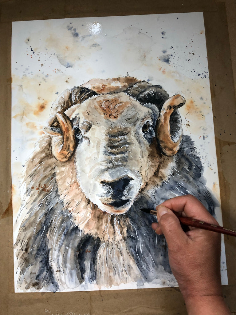 watercolor ram,watercolour ram,watercolour uk,love what you do,watercolour painting ideas,painting a sheep,ram sheep drawing, heardy, ram art