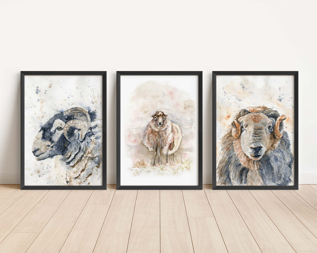 Herdwick sheep print set of 3 for timeless country aesthetics, Farmhouse-inspired trio of Herdwick sheep prints for walls