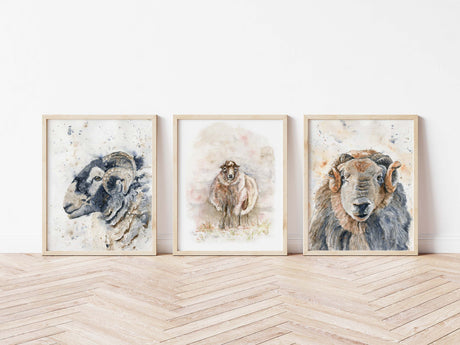 Sheep Art Print Set of 3 Prints, Rustic Farmhouse Decor, Country Art, Herdwick sheep wall art trio for rustic farmhouse decor