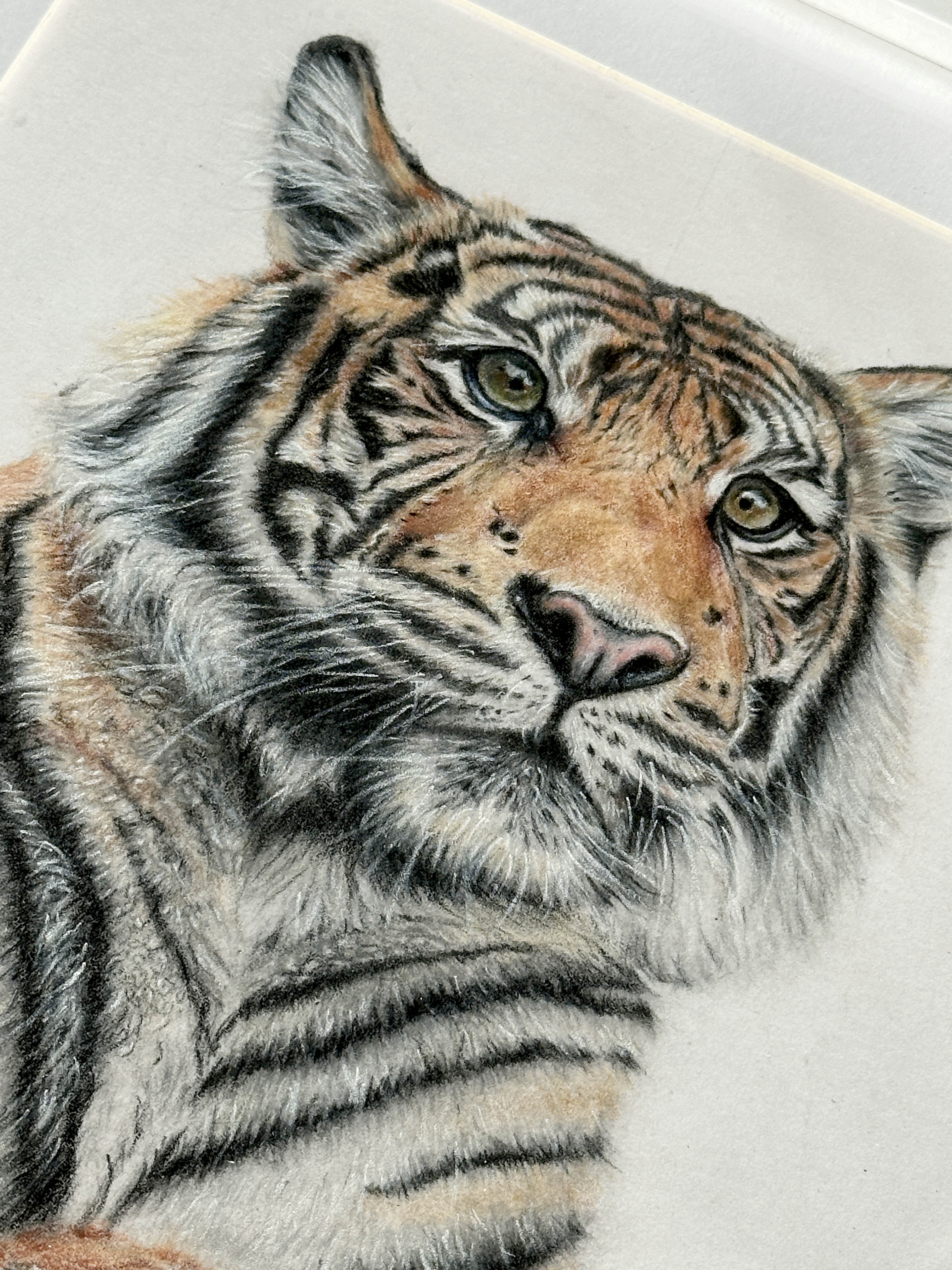 Tiger Face Pencil Drawing Siberian Tiger Head Sketch Art By Breah Tiger Face Pencil Drawing Siberian Tiger Head Sketch Art By Breah