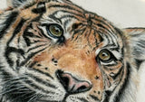 Detailed tiger art for wildlife enthusiastsm hand-drawn tiger artwork for home, wildlife lover gift idea for men