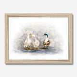 'Feathered Friends' - Duck print showing three characterful ducks in soft watercolour tones, birds wall art cottage inspiration by Crafty Cow Design.